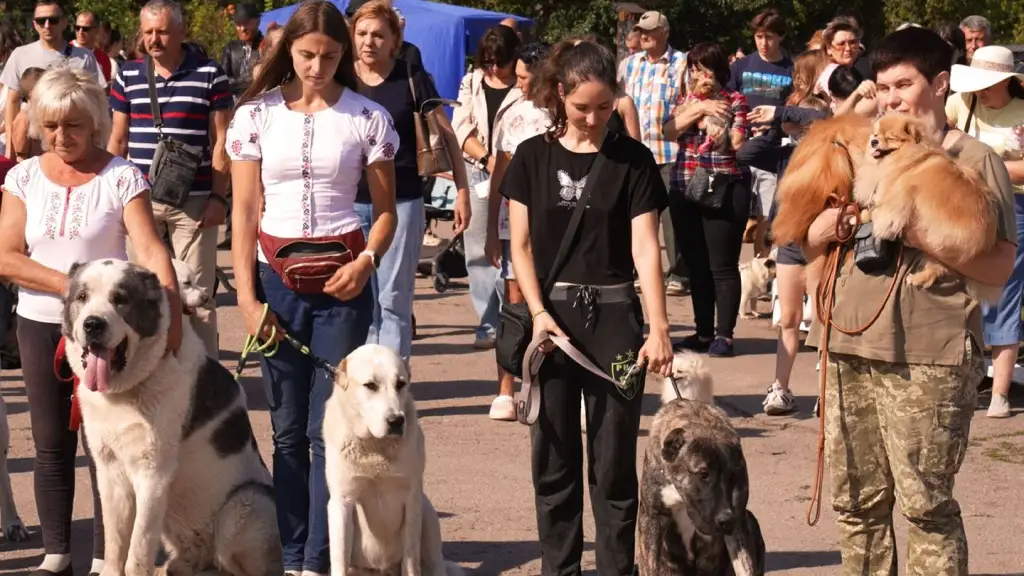 У Кропивницькому зібралися 200 собак з усієї України на виставку та чемпіонат