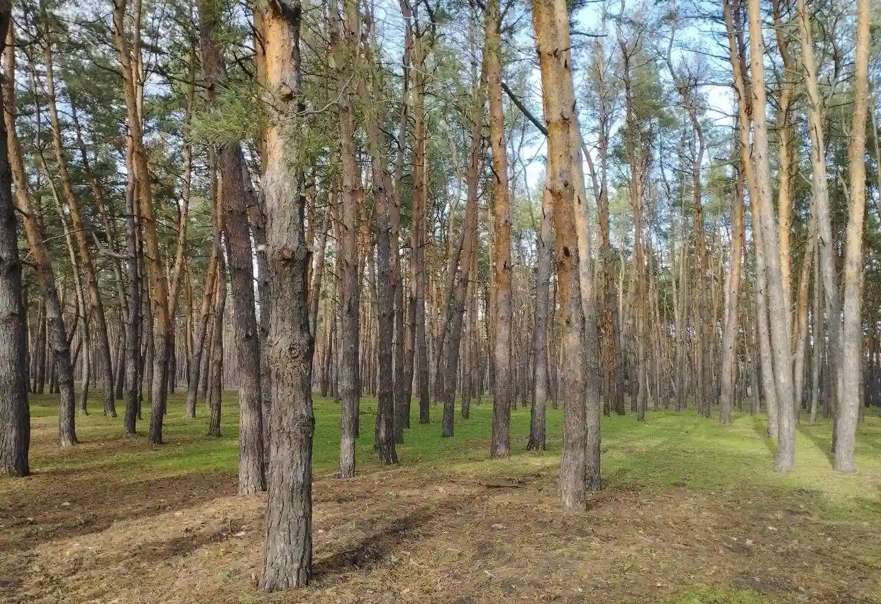 Чому молоді сосни не витримали літа: у лісопарку Сосновий пояснили масове всихання саджанців