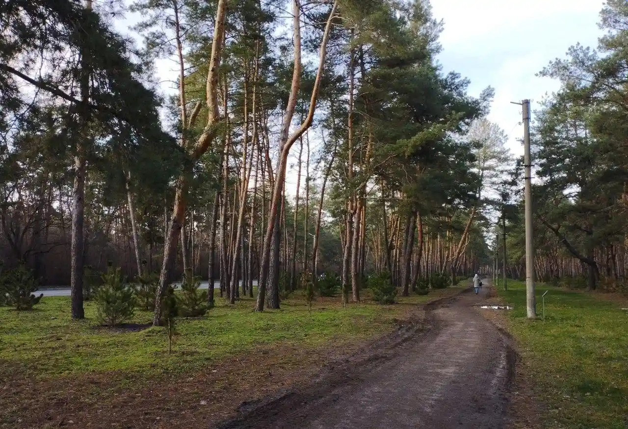 Чому молоді сосни не витримали літа: у лісопарку Сосновий пояснили масове всихання саджанців