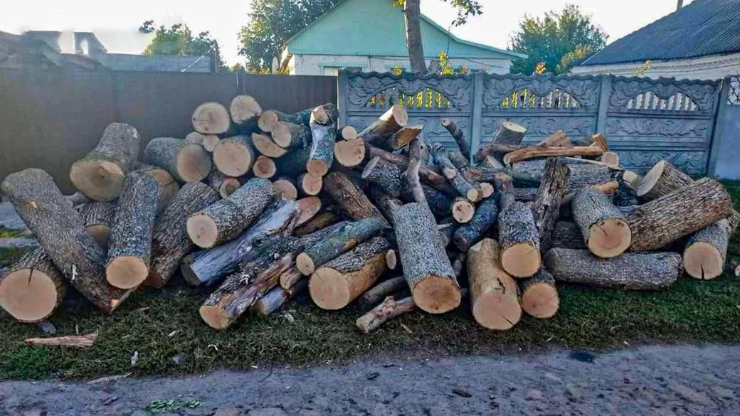 Незаконна вирубка на мільйони: на Кіровоградщині викрили групу з трьох осіб
