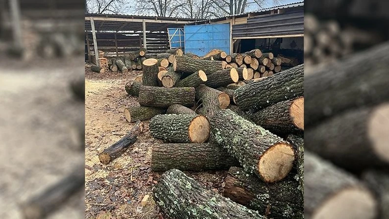 Незаконна вирубка на мільйони: на Кіровоградщині викрили групу з трьох осіб